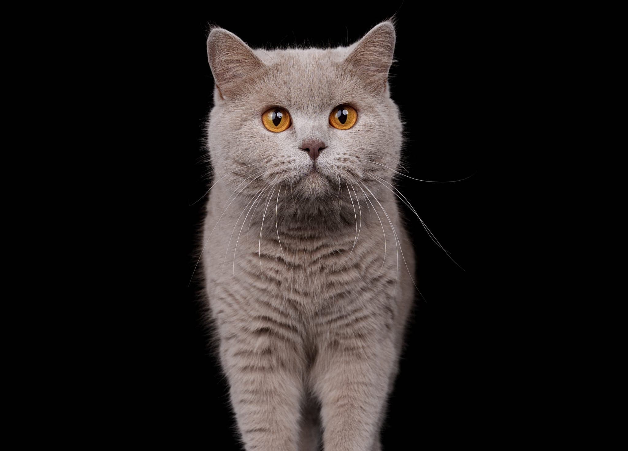 Britisch Kurzhaar Katze mit weichem Lilac-Fell und bernsteinfarbenen Augen