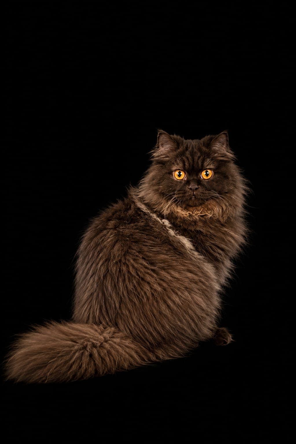 Britisch Langhaar Katze mit dunklem Cinnamon-Fell und bernsteinfarbenen Augen