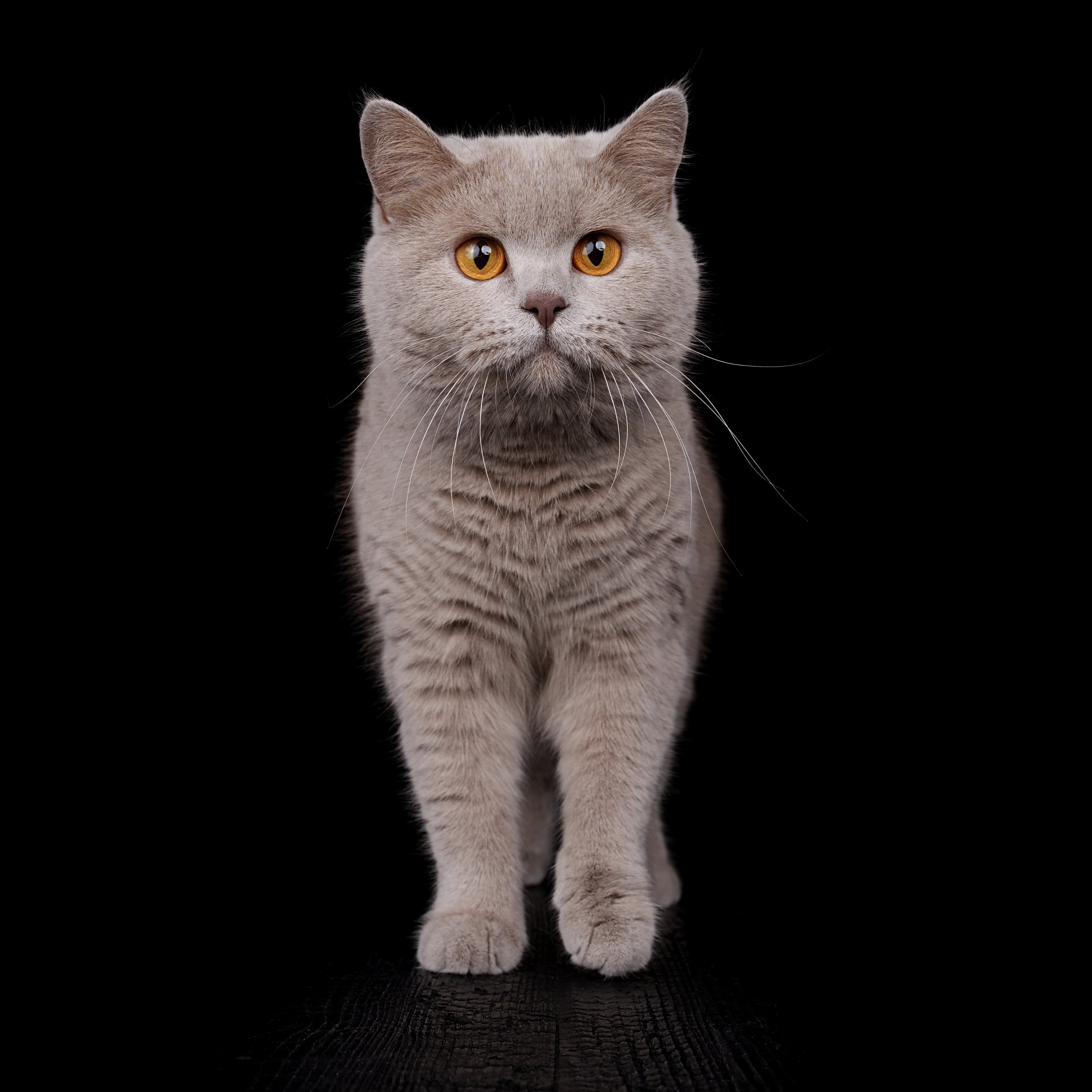 Britisch Kurzhaar Katze in Lilac-Farbe vor dunklem Studiohintergrund
