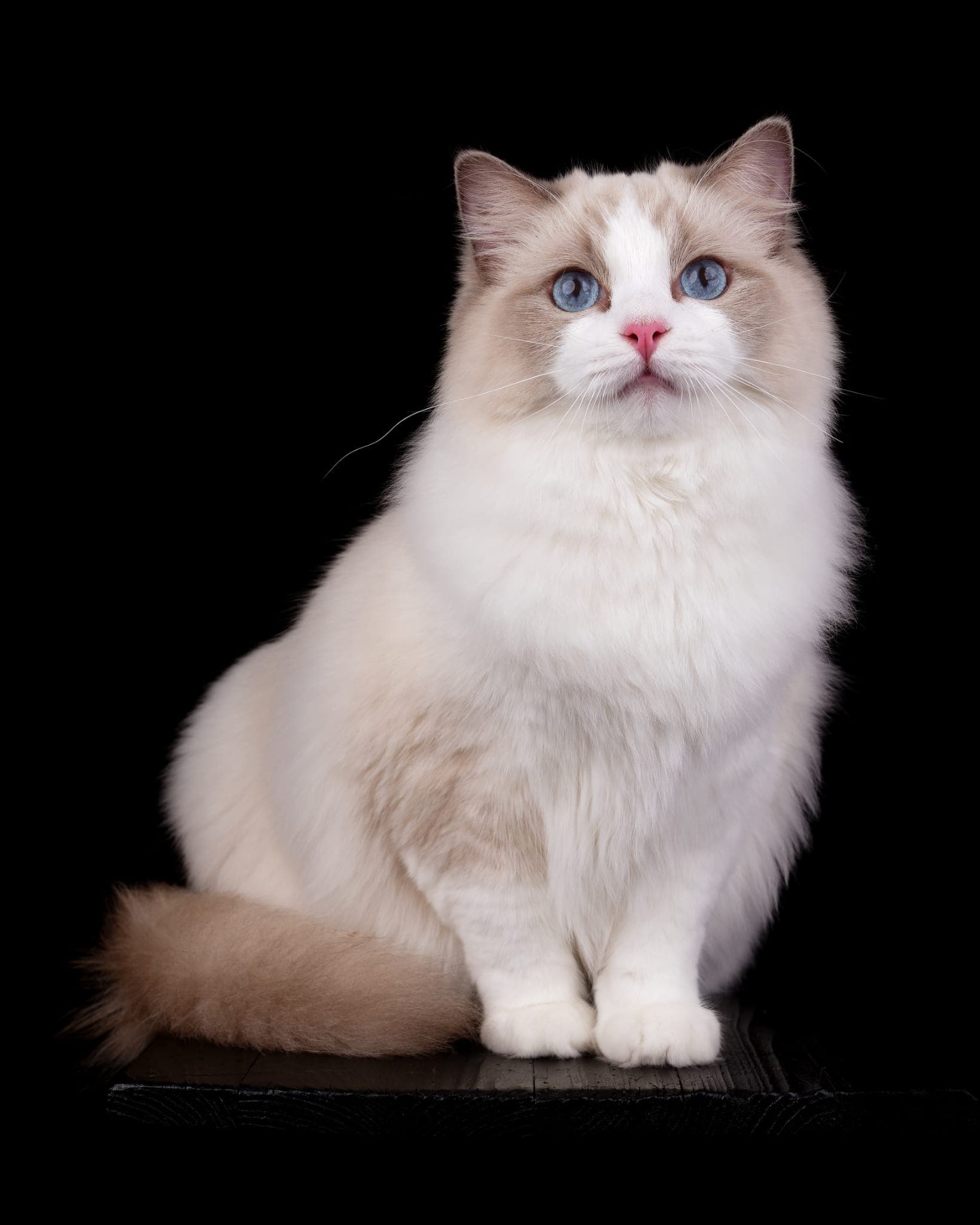 Erica, Ragdoll Katze mit hellem cremefarben-weißem Fell und blauen Augen vor schwarzem Hintergrund