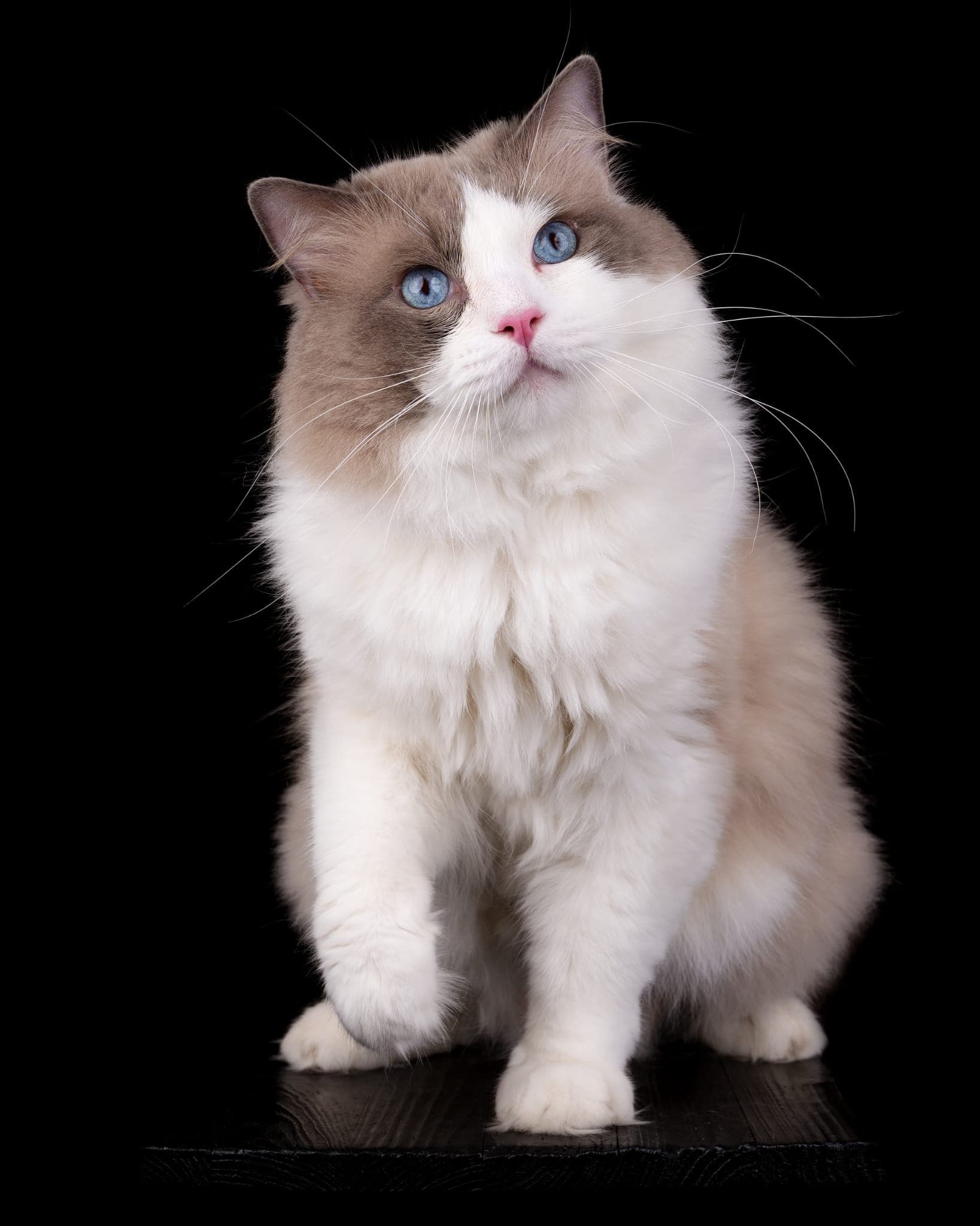 Erwin, unser Deckkater – Ragdoll mit braun-weißer Bicolor-Zeichnung und blauen Augen vor schwarzem Hintergrund