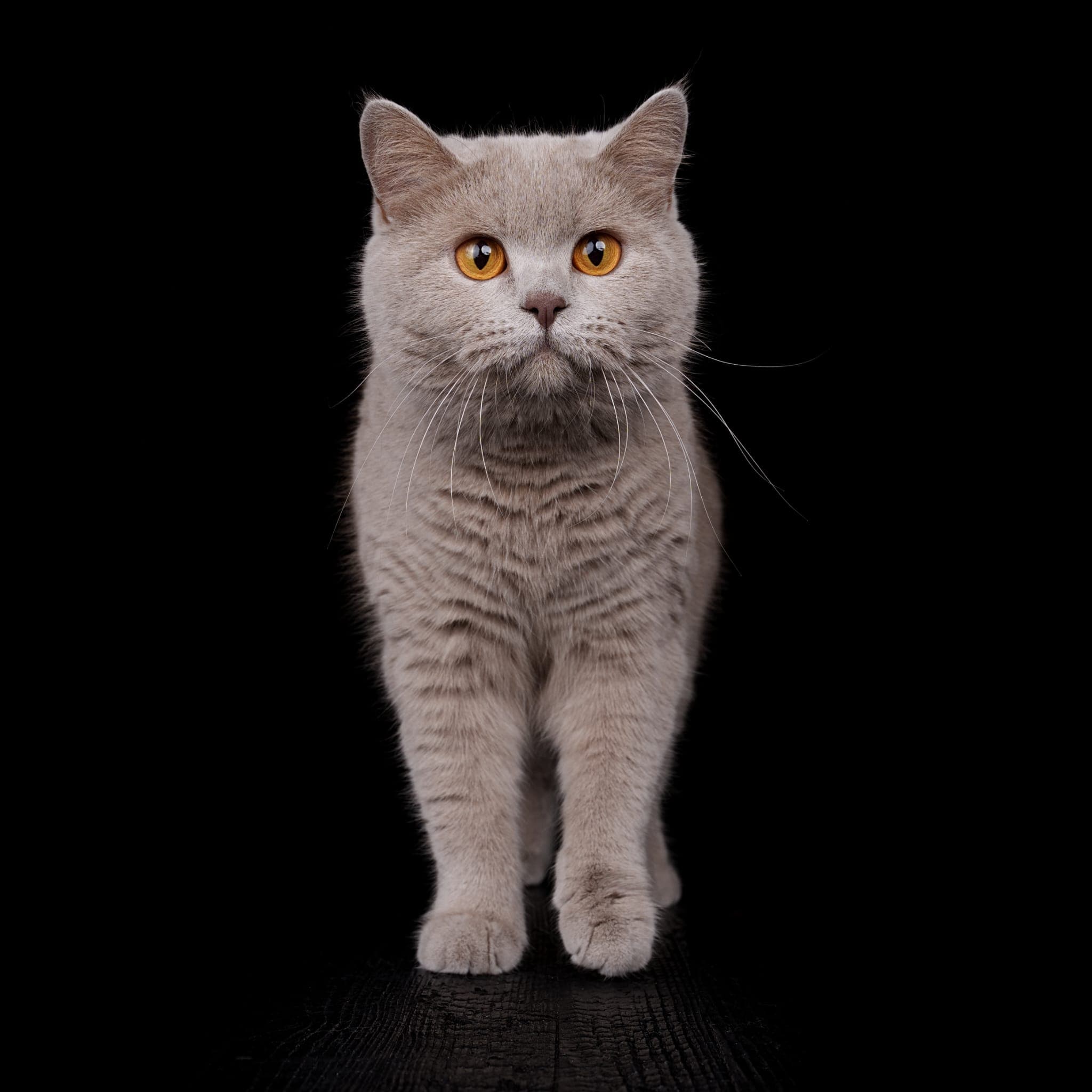 Karolina, Britisch Kurzhaar Katze mit lilafarbenem Fell und orangefarbenen Augen vor schwarzem Hintergrund