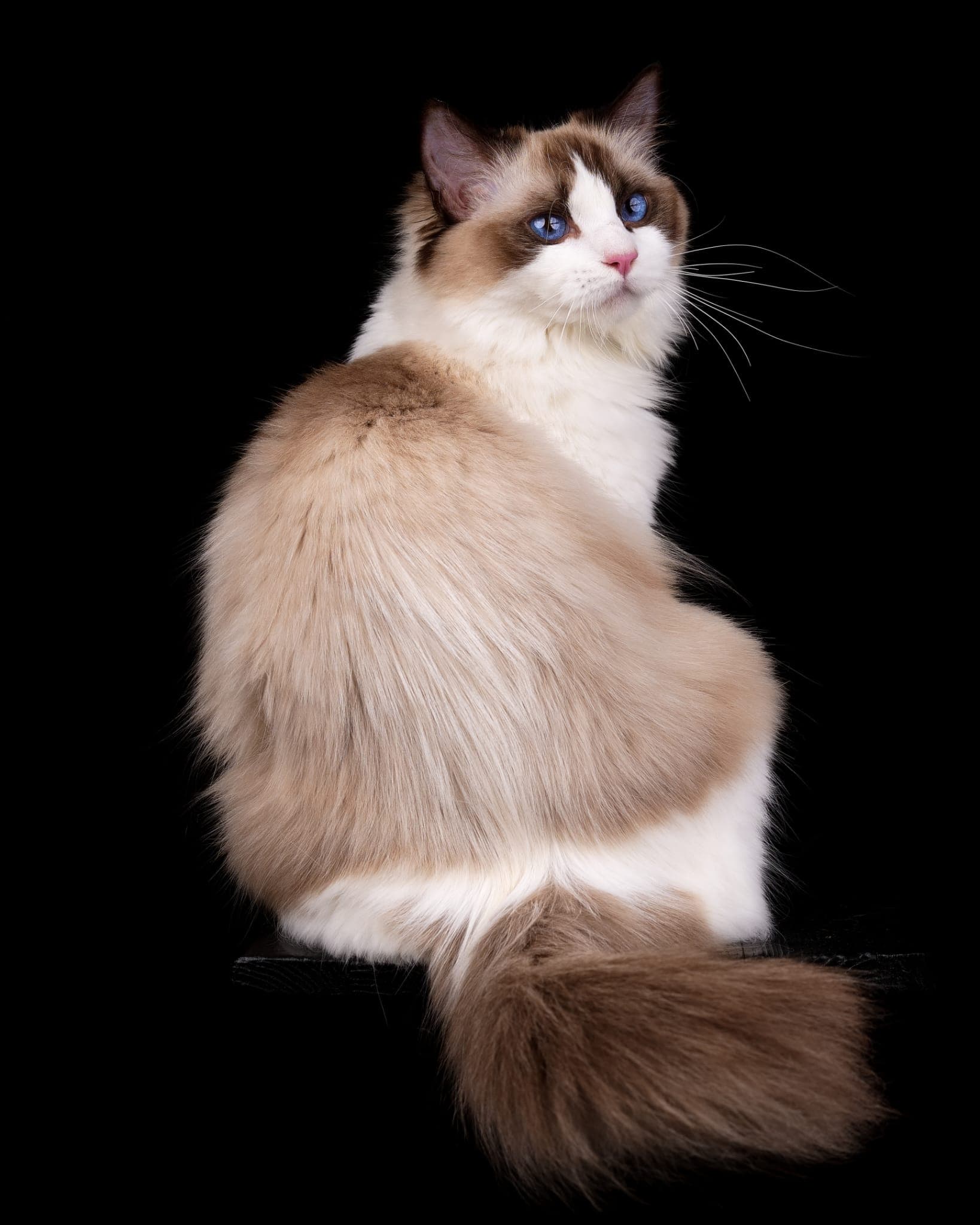 Lucienna, Ragdoll Katze mit seal-weißer Bicolor-Zeichnung und blauen Augen vor schwarzem Hintergrund