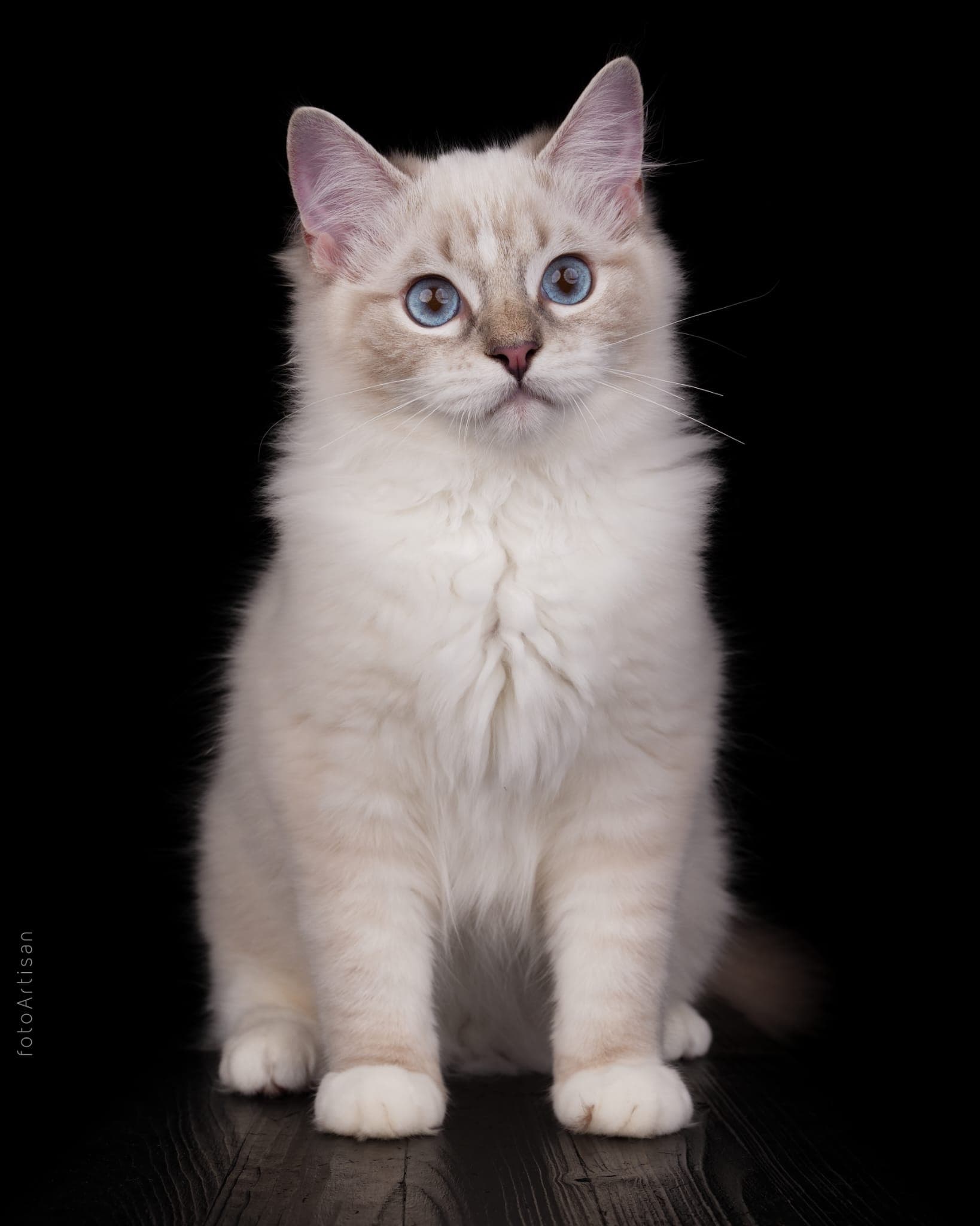 Monillera, helle Ragdoll Katze mit fast weißem Fell, zarten Point-Abzeichen und blauen Augen vor schwarzem Hintergrund