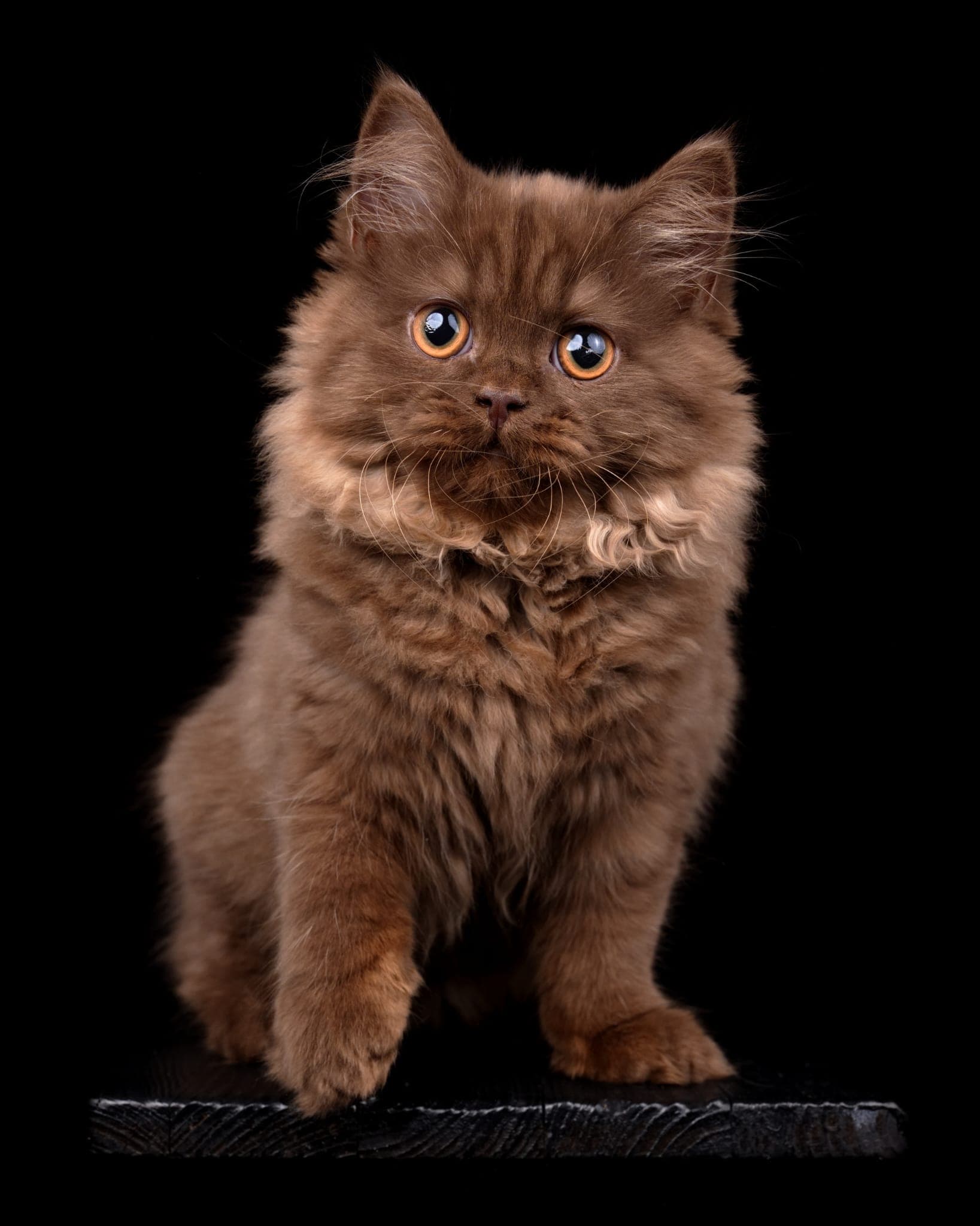 Nastassia, langhaarige Katze mit schokoladenbraunem Fell und bernsteinfarbenen Augen vor schwarzem Hintergrund