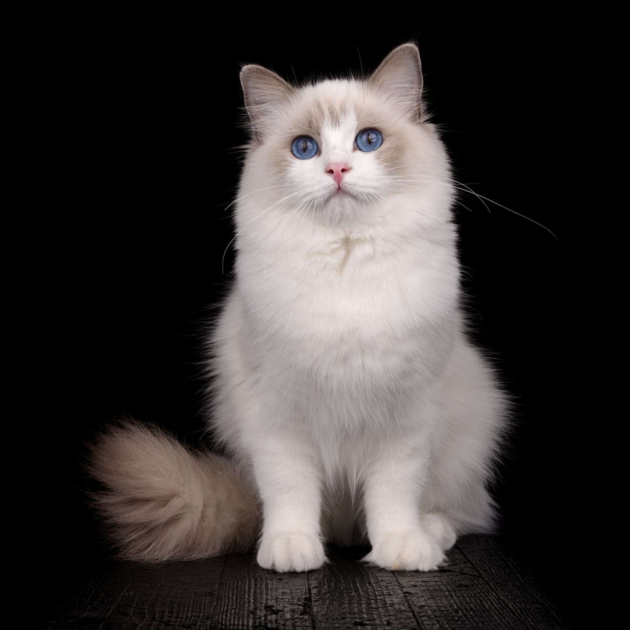 Selina, Ragdoll Katze mit blue-weißer Bicolor-Zeichnung und blauen Augen vor schwarzem Hintergrund