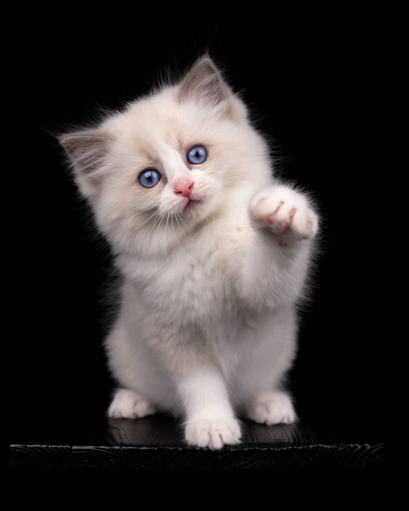 Traditionelles Ragdoll-Kitten mit leuchtend blauen Augen, das eine Pfote hebt