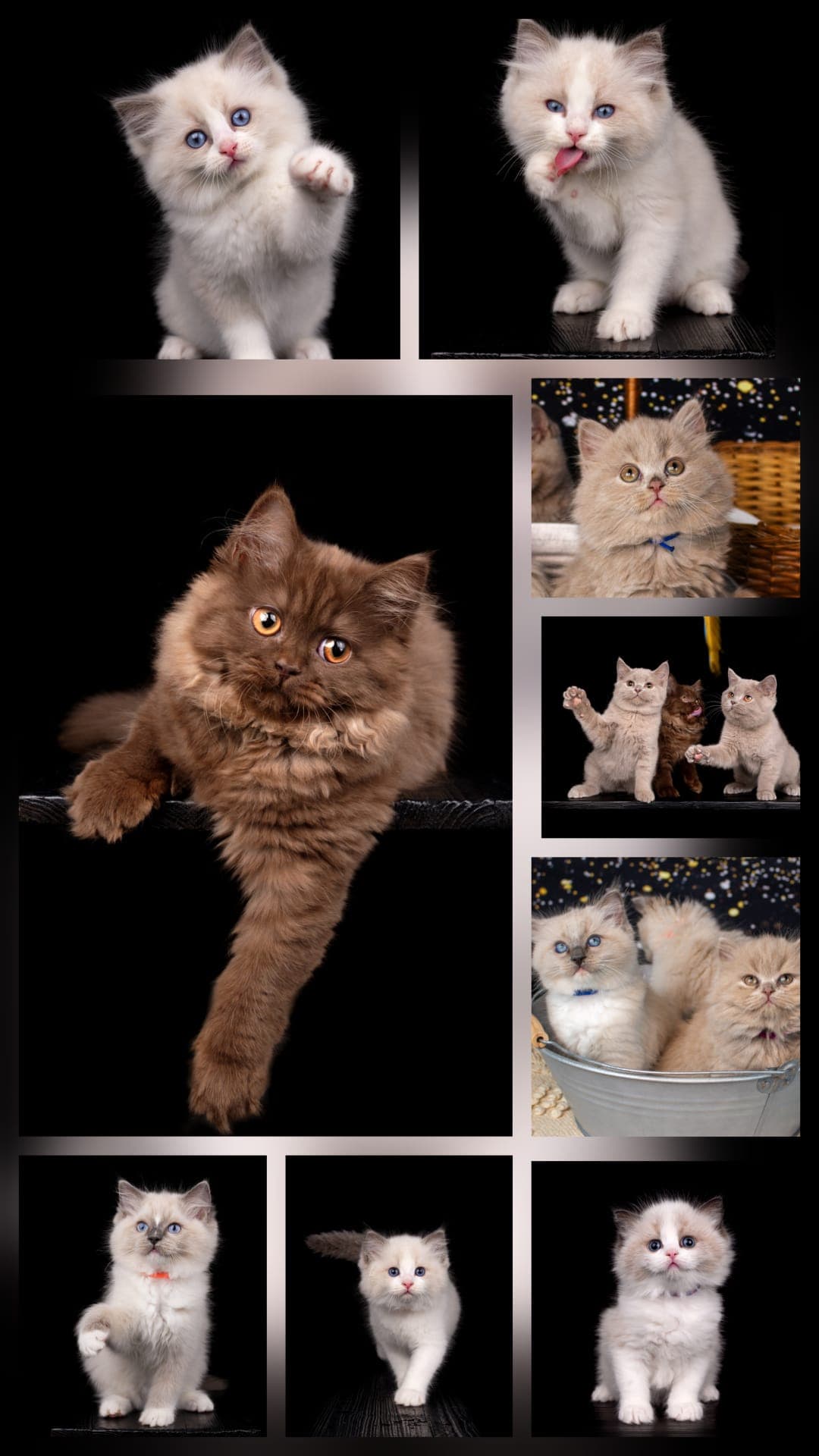 Collage verspielter Britisch-Kurzhaar-, Britisch-Langhaar- und Ragdoll-Kitten vor schwarzem Studiohintergrund